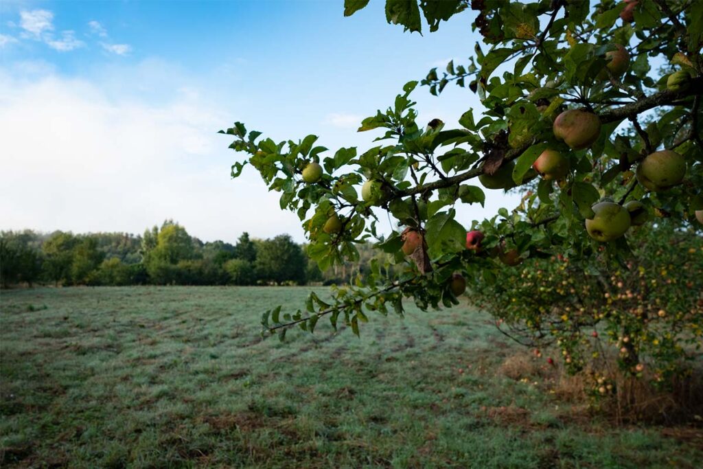 cidre-bourgogne